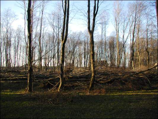 w pa�dzierniku 2002, drzewa nie wytrzyma�y naporu wiatru