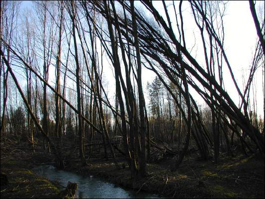 w pa�dzierniku 2002, drzewa nie wytrzyma�y naporu wiatru
